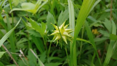 Carex grayi, photographed by Ryan Sorrells