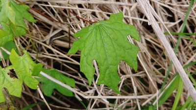 Menispermum canadense, photographed by Ryan Sorrells