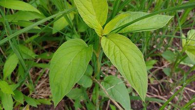 Lysimachia ciliata, photographed by Ryan Sorrells
