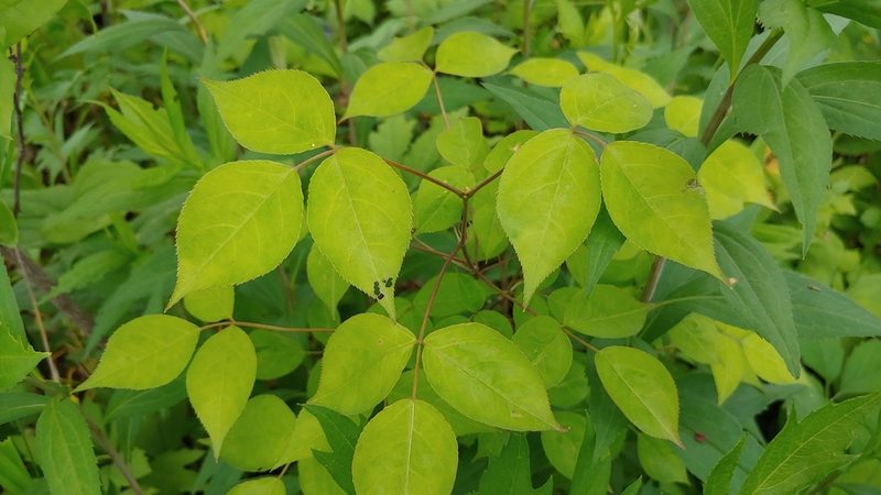 Staphylea trifolia, photographed by Ryan Sorrells