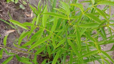 Cicuta maculata