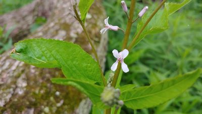 Iodanthus pinnatifidus, photographed by Ryan Sorrells