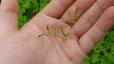 Osmorhiza longistylis, photographed by Ryan Sorrells