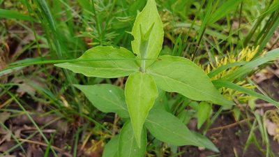 Silene stellata, photographed by Ryan Sorrells