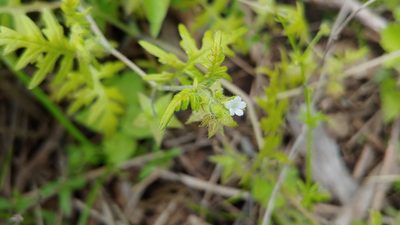 Ellisia nyctelea, photographed by Ryan Sorrells