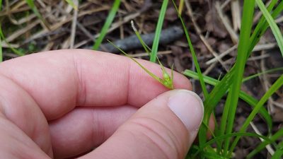 Carex jamesii, photographed by Ryan Sorrells
