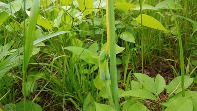 Arisaema dracontium, photographed by Ryan Sorrells