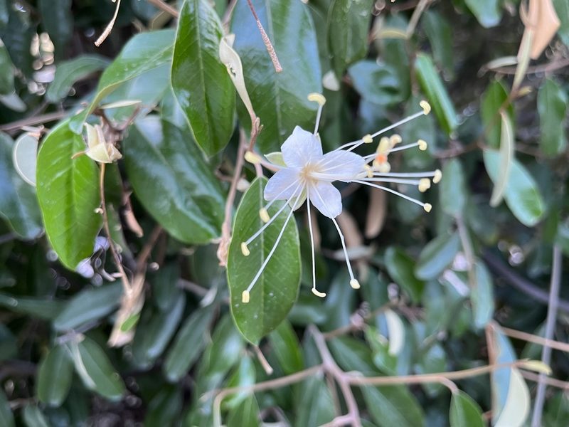 Morisonia cynophallophora, photographed by LBuffum