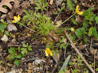 Ranunculus fascicularis, photographed by Tom Lazar