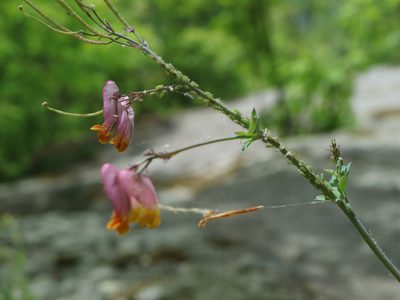Capnoides sempervirens
