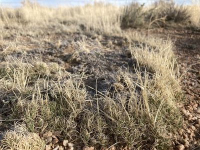 Muhlenbergia torreyi, photographed by Cecelia Alexander