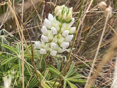 Lupinus microcarpus