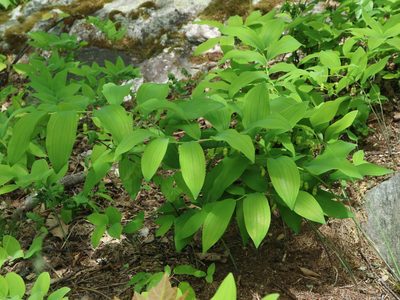 Polygonatum pubescens, photographed by Alex Goodfriend