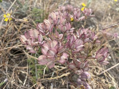 Lomatium dasycarpum, photographed by Ellen C Lovelidge