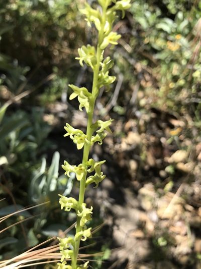 Platanthera cooperi, photographed by Amanda Fisher