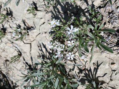 Phlox hoodii, photographed by John Gaskin