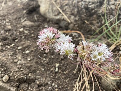 Allium lacunosum, photographed by Ellen C Lovelidge