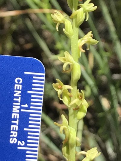 Platanthera cooperi, photographed by Amanda Fisher