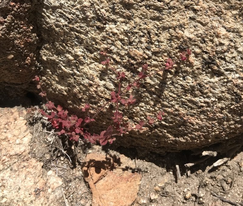 Pterostegia drymarioides, photographed by Amanda Fisher