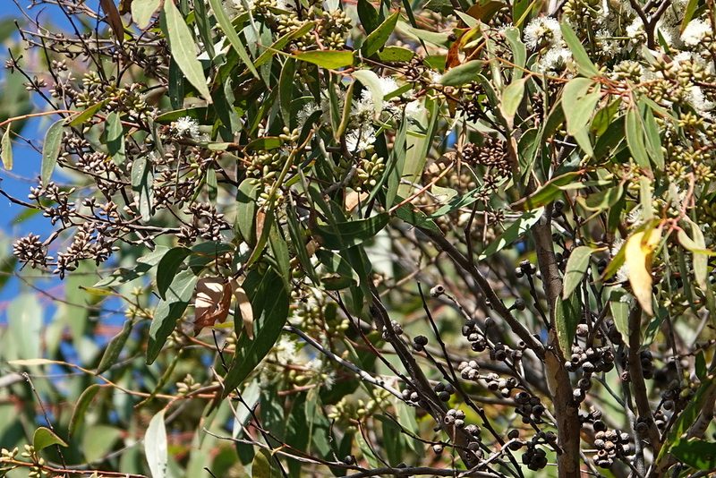 Eucalyptus oblonga, photographed by Max Campbell