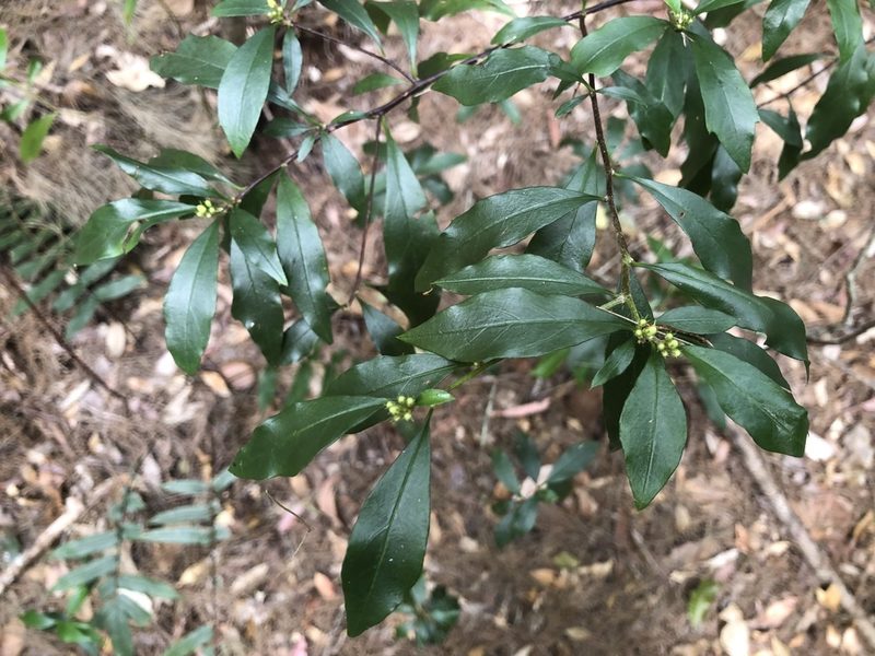 Corokia whiteana, photographed by Samuel Frankel