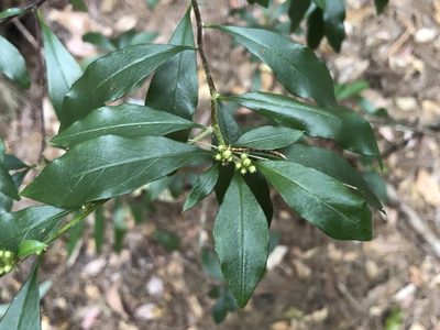 Corokia whiteana, photographed by Samuel Frankel