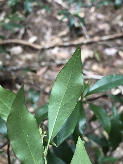 Corokia whiteana, photographed by Samuel Frankel