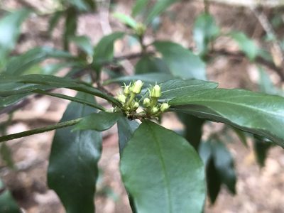 Corokia whiteana, photographed by Samuel Frankel