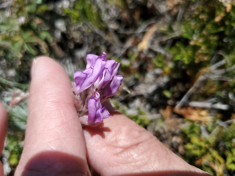Oxytropis lambertii, photographed by John Gaskin