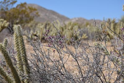 Krameria bicolor, photographed by velodrome