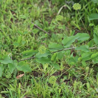 Smilax herbacea, photographed by Mark Apgar