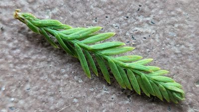 Taxodium distichum, photographed by Joseph Aubert