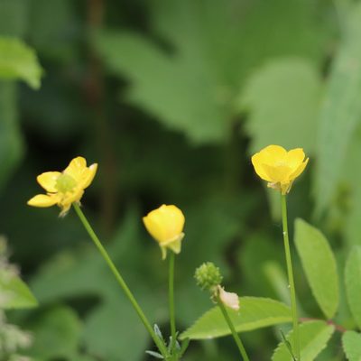 Ranunculus bulbosus, photographed by Mark Apgar