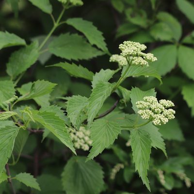 Viburnum dentatum, photographed by Mark Apgar