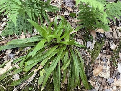 Carex plantaginea, photographed by Chase Mathey