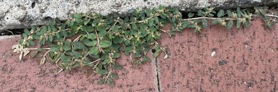 Euphorbia maculata, photographed by Jesse Rorabaugh