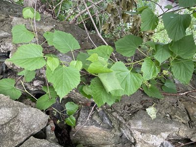 Ampelopsis cordata, photographed by Jesse Rorabaugh