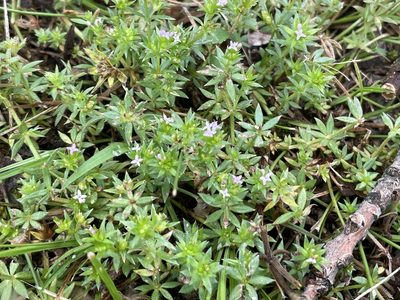 Sherardia arvensis, photographed by Jesse Rorabaugh