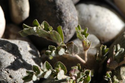 Euphorbia prostrata