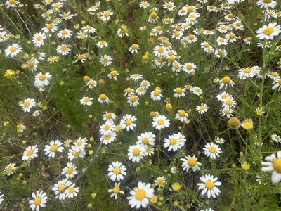 Anthemis cotula, photographed by Jess Mullins