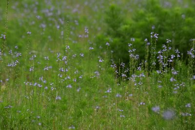 Nuttallanthus canadensis, photographed by inbetweenbays