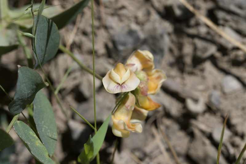 Lathyrus sulphureus, photographed by Arvel Hernandez