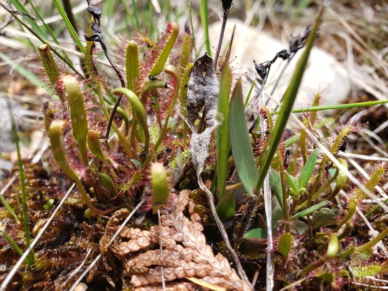 Drosera linearis, photographed by Hannah Moran-Macdonald