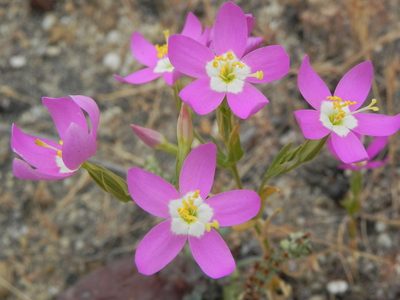 Zeltnera venusta, photographed by James C. Davis