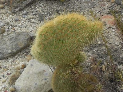 Bergerocactus emoryi, photographed by James C. Davis