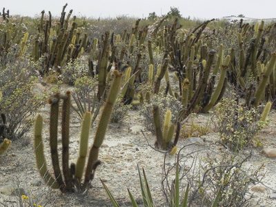 Bergerocactus emoryi, photographed by James C. Davis