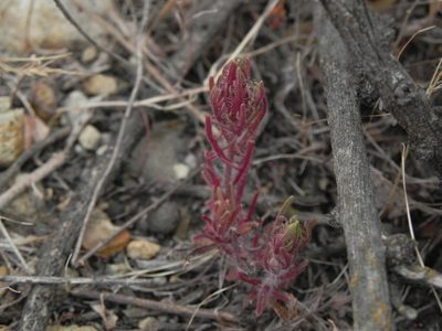 Dicranostegia orcuttiana, photographed by James C. Davis