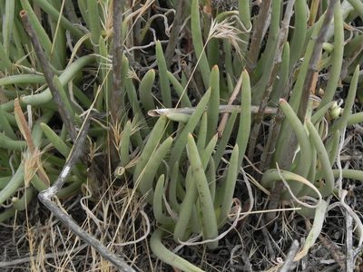 Dudleya edulis, photographed by James C. Davis