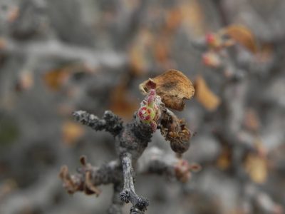 Euphorbia misera, photographed by James C. Davis