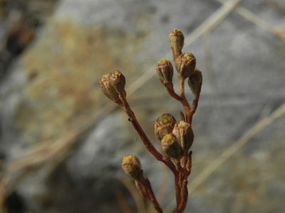Amblyopappus pusillus, photographed by James C. Davis